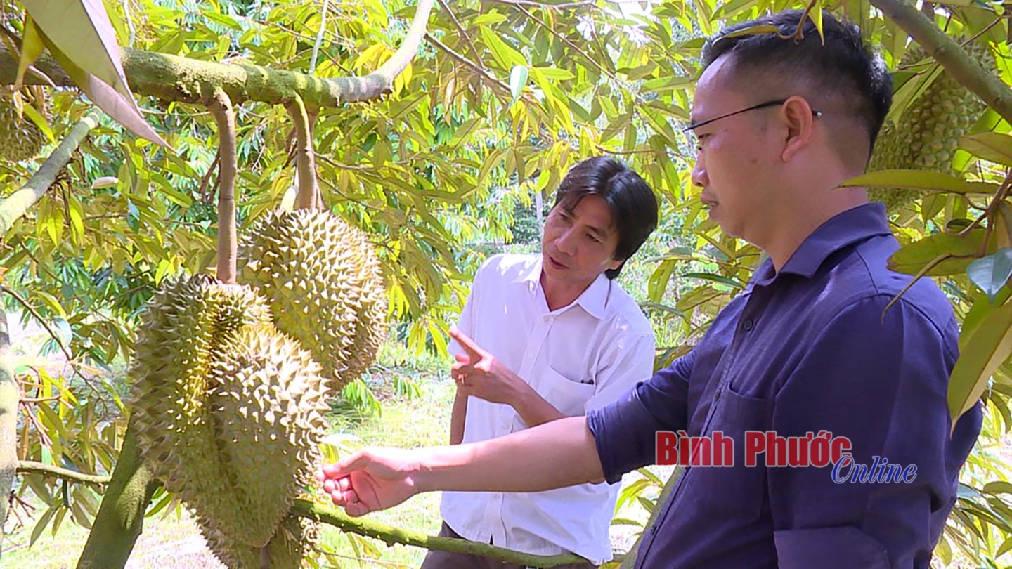 Bình Phước: Nông dân làm chủ “cuộc chơi” nông nghiệp sạch