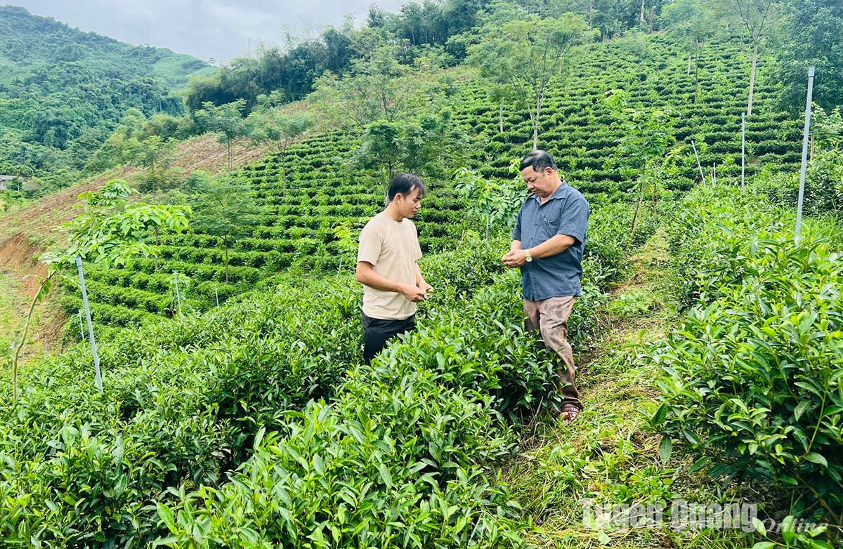 Tuyên Quang: Hỗ trợ hợp tác xã phát triển