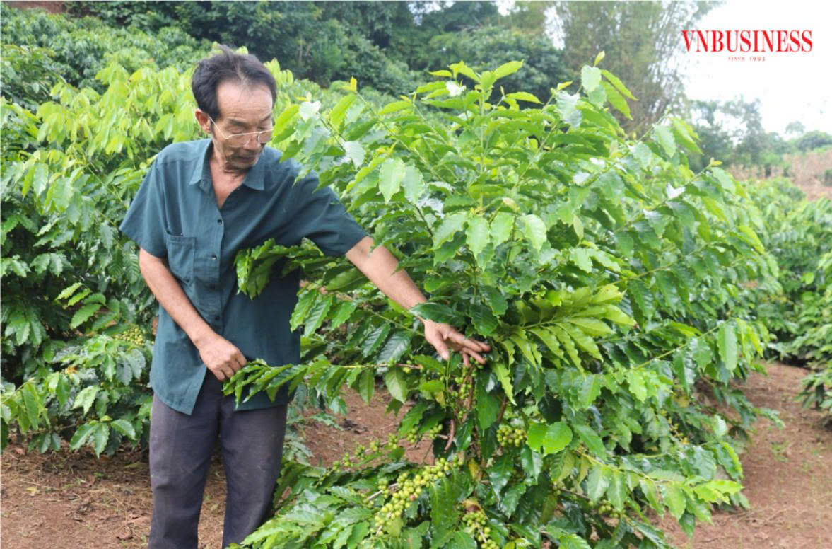 Nghị định 156 - cơ hội và 'phép thử với Hợp tác xã