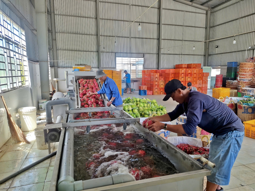 Long An: Hợp tác xã – ‘đòn bẩy’ xây dựng nông thôn mới