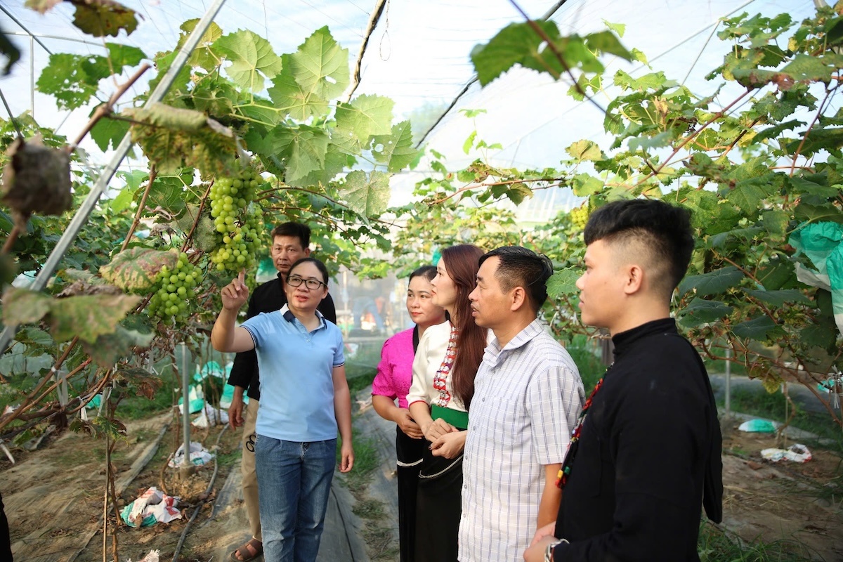 Lai Châu: Phát triển nông nghiệp hàng hoá gắn với tiêu thụ - hướng đi bền vững giảm nghèo ở Hua Nà