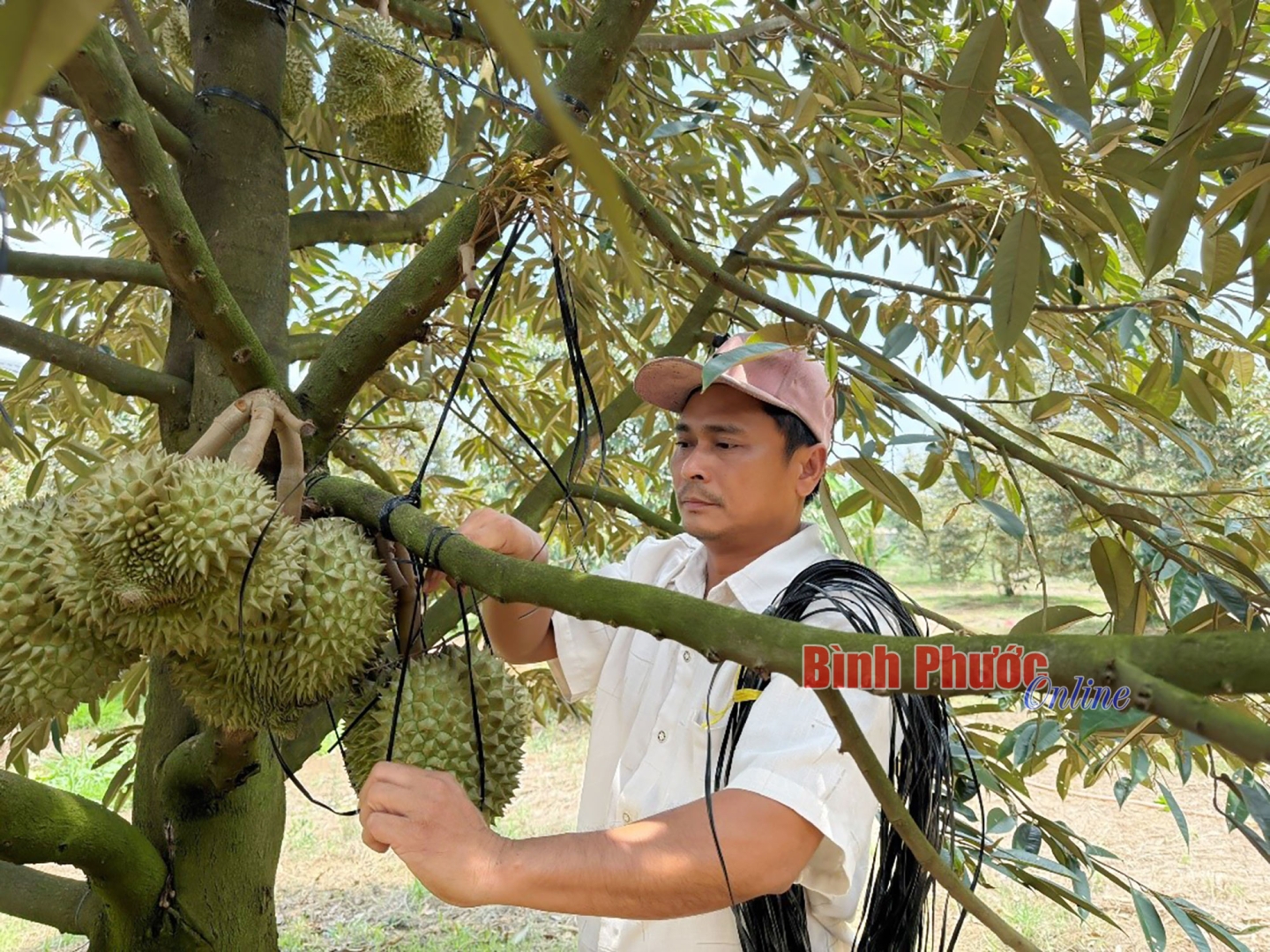 Bình Phước: Lợi ích lâu dài từ sầu riêng hữu cơ