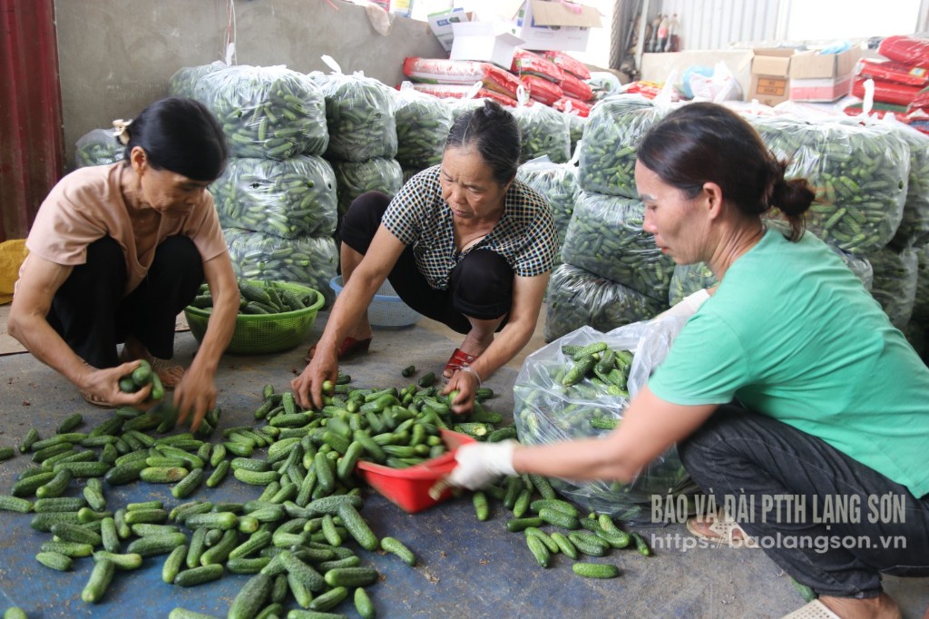 Hợp tác xã Bản San, Lạng Sơn: “Thương gia” đến với nhà nông
