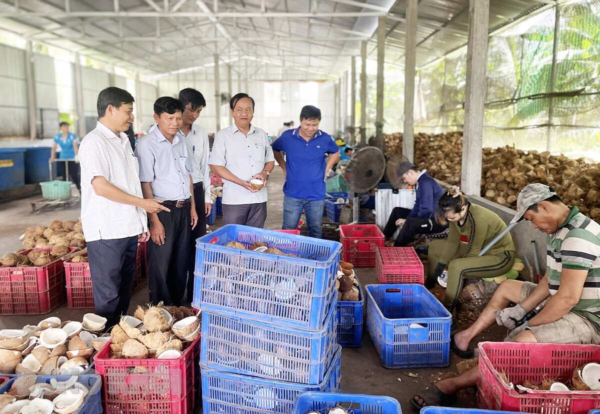 Bến Tre: HTX liên kết sản xuất và bao tiêu giúp ổn định đầu ra cho nông dân Thới Thạnh
