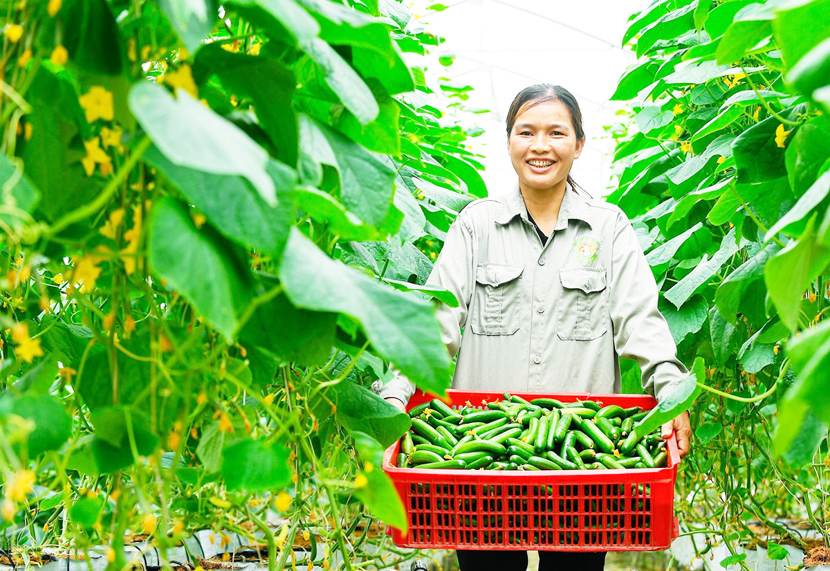 Hiện thực hóa giấc mơ nông nghiệp công nghệ cao trên cánh đồng lớn ở Hải Dương