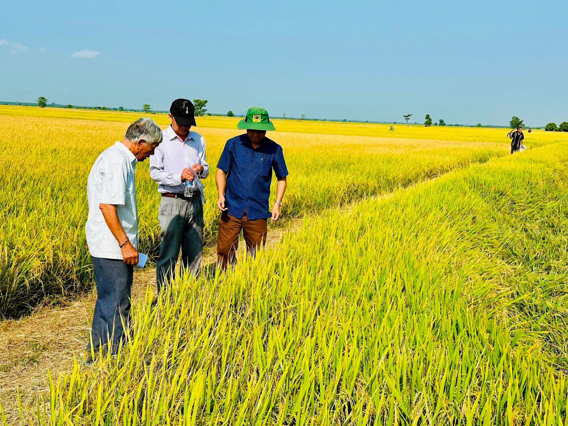 Tánh Linh, Bình Thuận: Phát huy lợi thế nông nghiệp trong xây dựng thôn mới