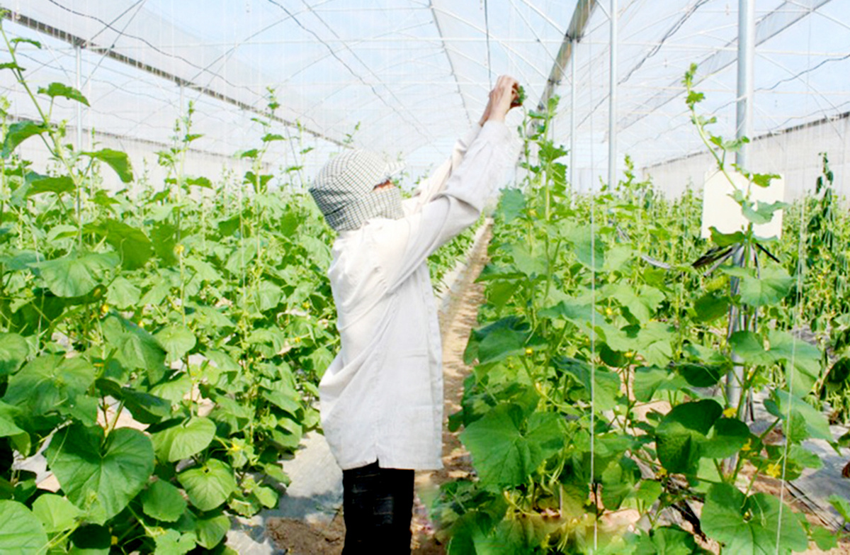 Ninh Bình: Cú ‘lột xác’ giúp HTX, nông dân Yên Mô thắng đậm