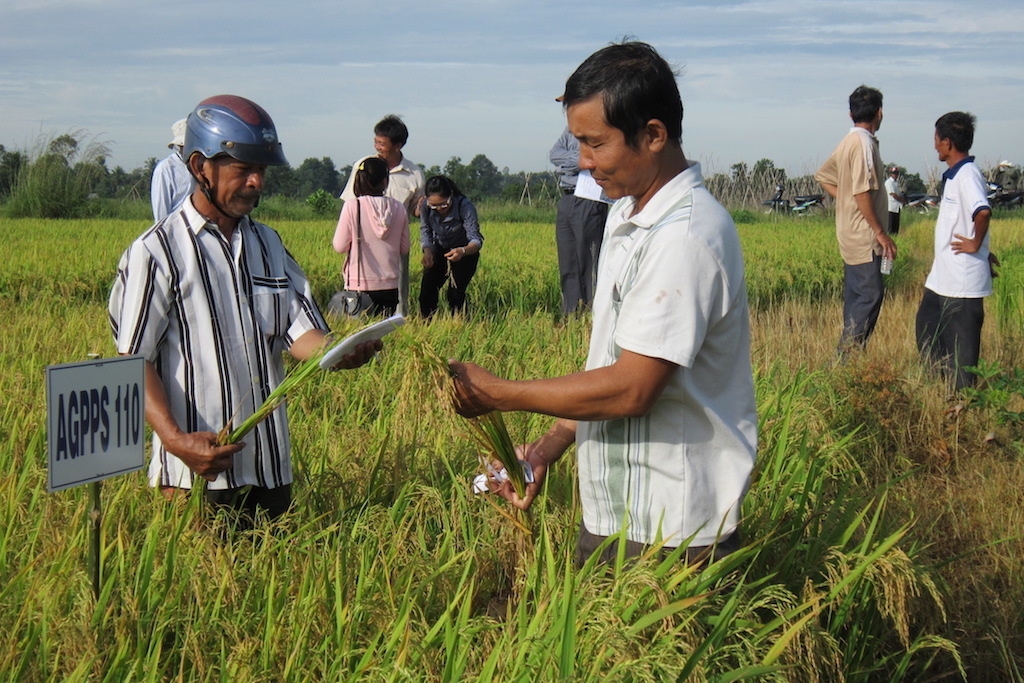 Liên kết làm nông nghiệp sạch, HTX giúp kinh tế nông thôn ở Tây Ninh ngày một khấm khá