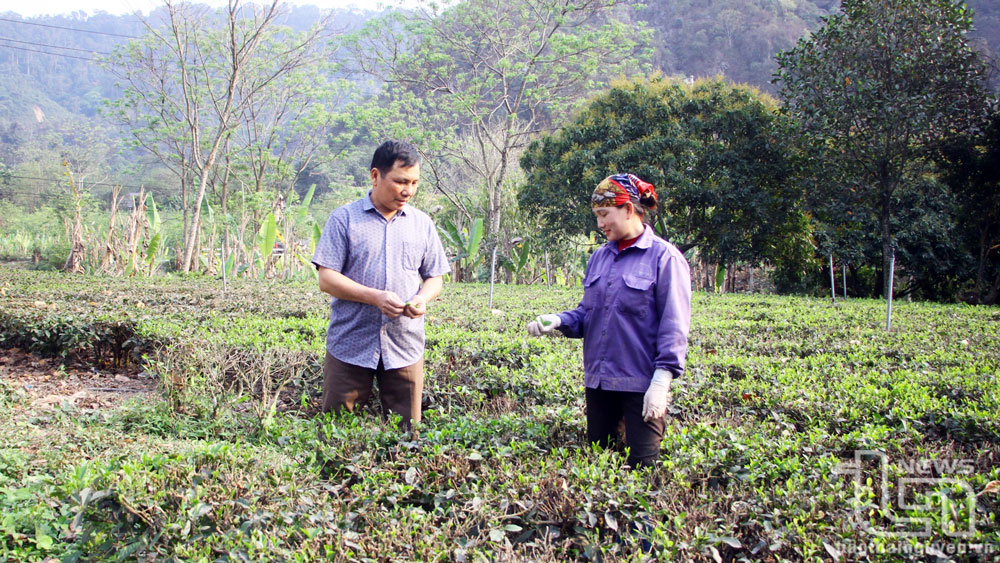 Thái Nguyên; Phát triển cây chè Võ Nhai: Từ nếp cũ sang tư duy mới