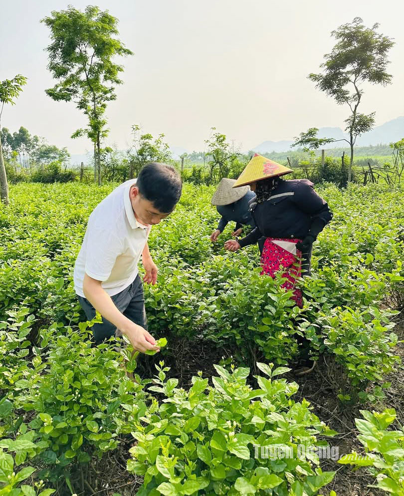 Tuyên Quang: Hương trà nhài