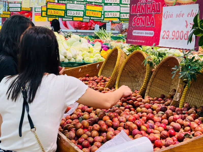 Mận hậu Sơn La: Trái ngọt xóa nghèo trên vùng cao Tây Bắc