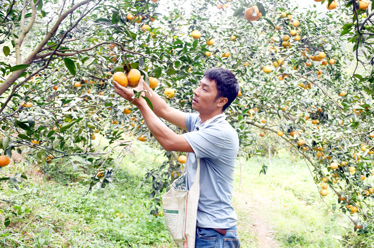 Tuyên Quang: Những cây trồng chủ lực, tạo bệ phóng thoát nghèo ở Yên Sơn