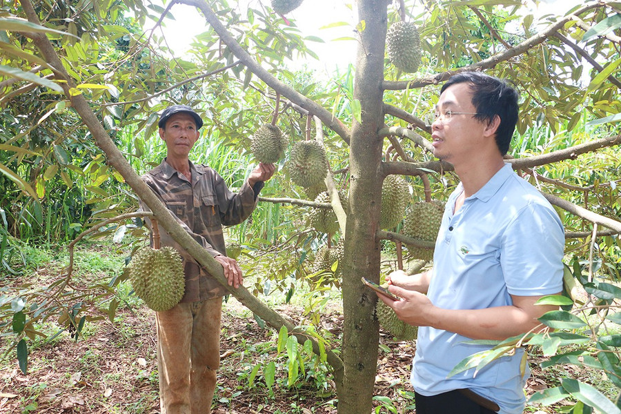 Gia Lai: Hỗ trợ hợp tác xã nâng cao hiệu quả sản xuất kinh doanh