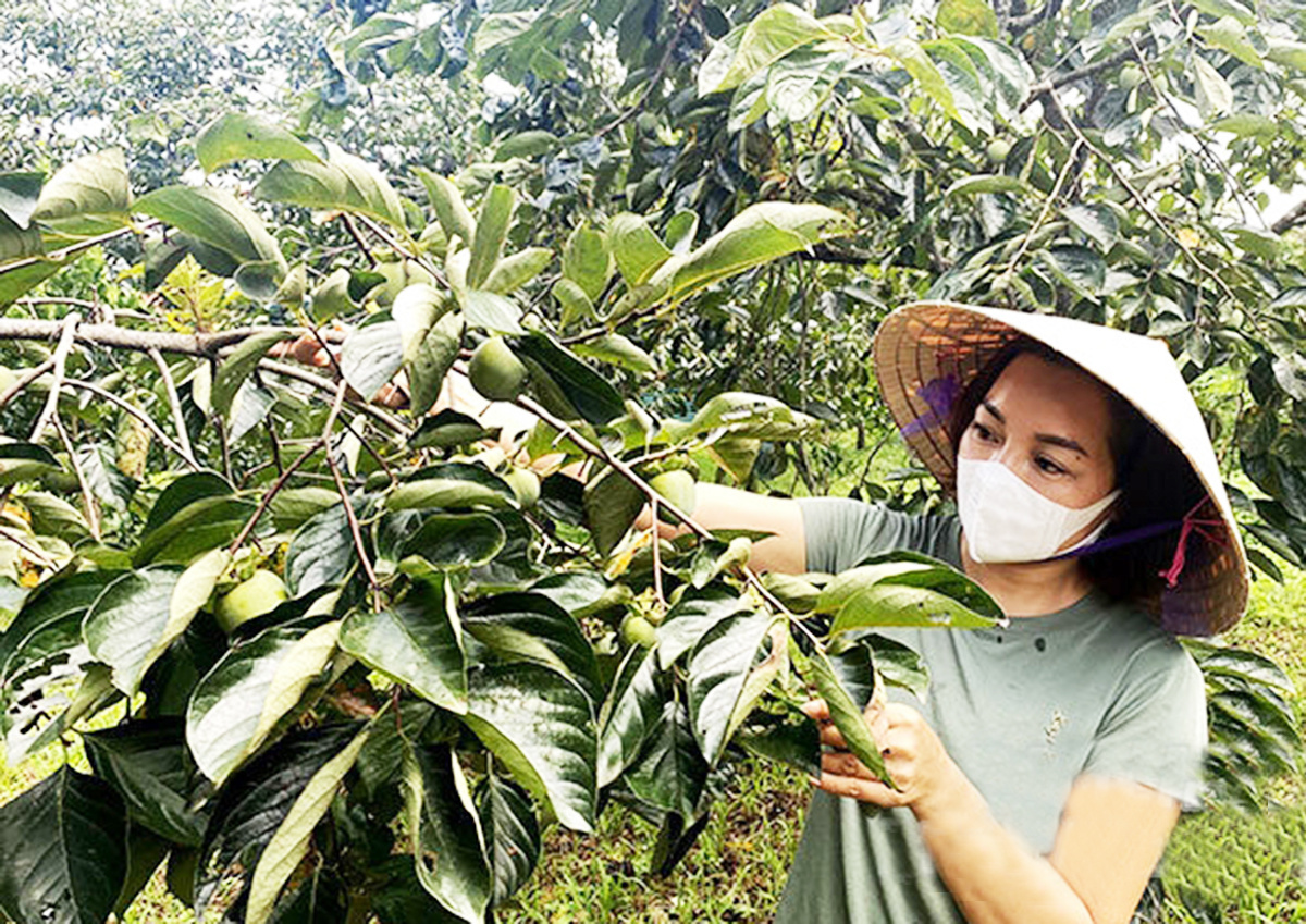Lạng Sơn; 'Người bạn đồng hành' giúp bà con dân tộc thiểu số vùng cao Văn Lãng đổi đời