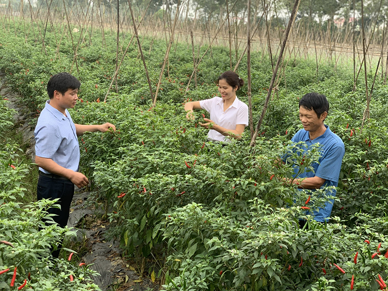 Thanh Hóa: Góp phần khẳng định vai trò của HTX kiểu mới