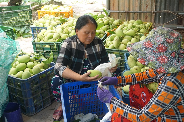 Đồng Tháp: Hỗ trợ hoàn thiện 5 mô hình hợp tác xã thí điểm của tỉnh