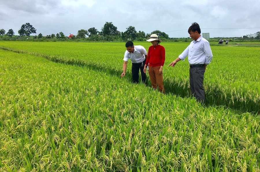 Gia Lai triển khai 6 nhiệm vụ trọng tâm phát triển kinh tế tập thể, hợp tác xã