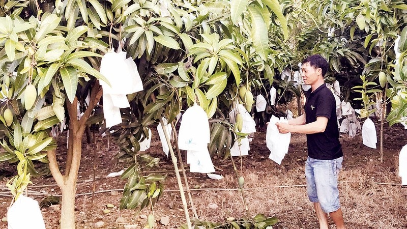 Đắk Nông: Cây xoài bám rễ ở vùng đất Đắk Gằn giúp nông dân làm giàu
