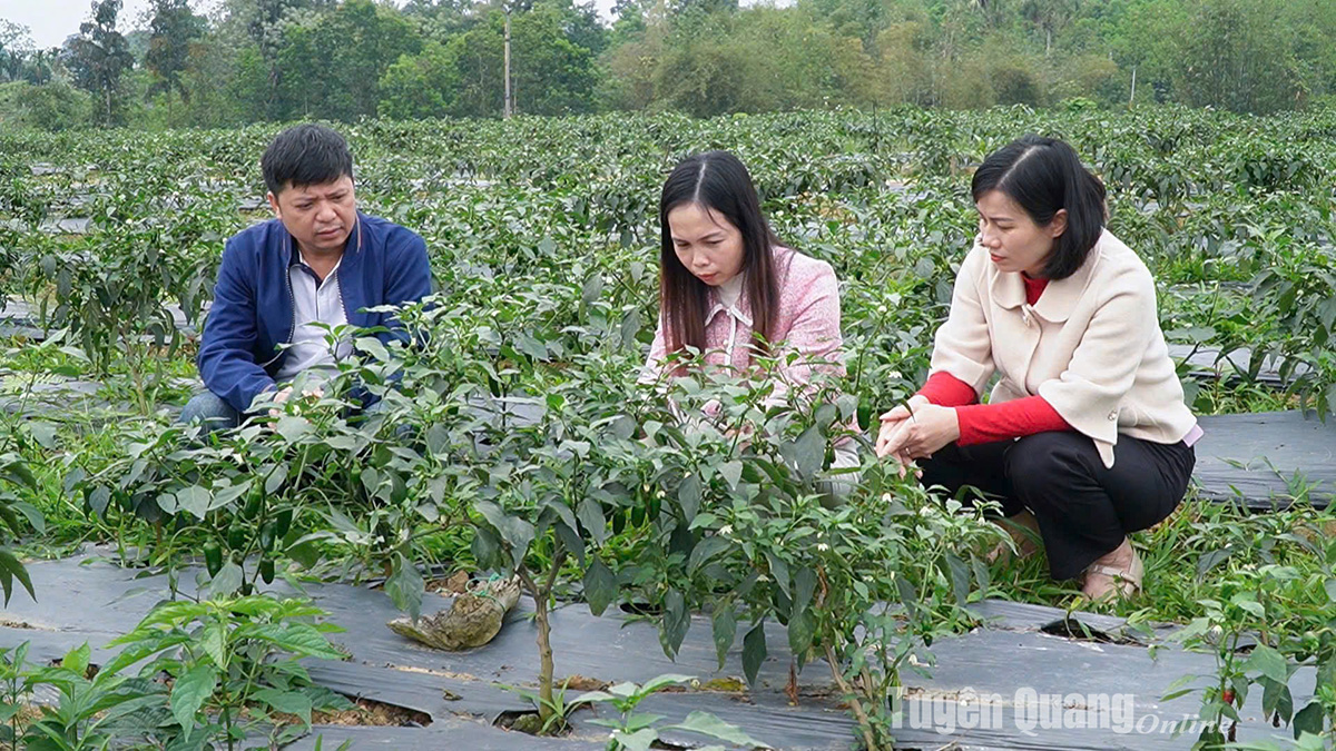 Tuyên Quang: Nâng cao hiệu quả hoạt động của các HTX nông nghiệp