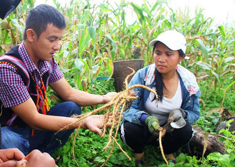 Quảng Nam: Trồng đẳng sâm mở ra con đường làm kinh tế hiệu quả cho bà con vùng cao biên giới Ch’Ơm