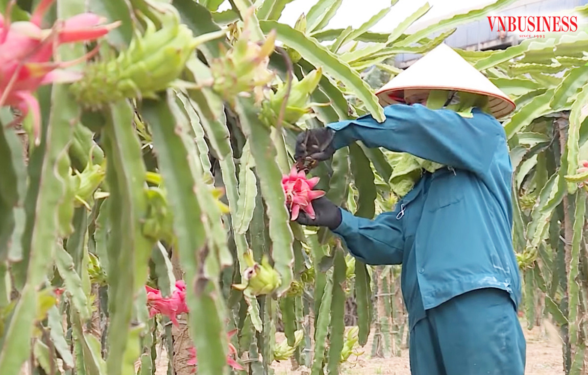 Thanh long ruột đỏ 'bén rễ' ở Sơn La trở thành cây thoát nghèo bền vững