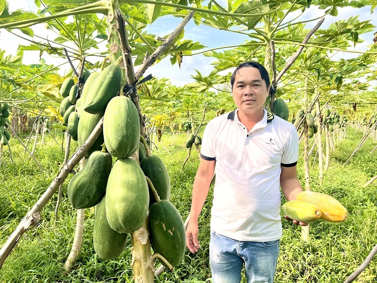 Sóc Trăng: Long Hưng kéo giảm tỷ lệ hộ nghèo nhờ chuyển đổi cây trồng