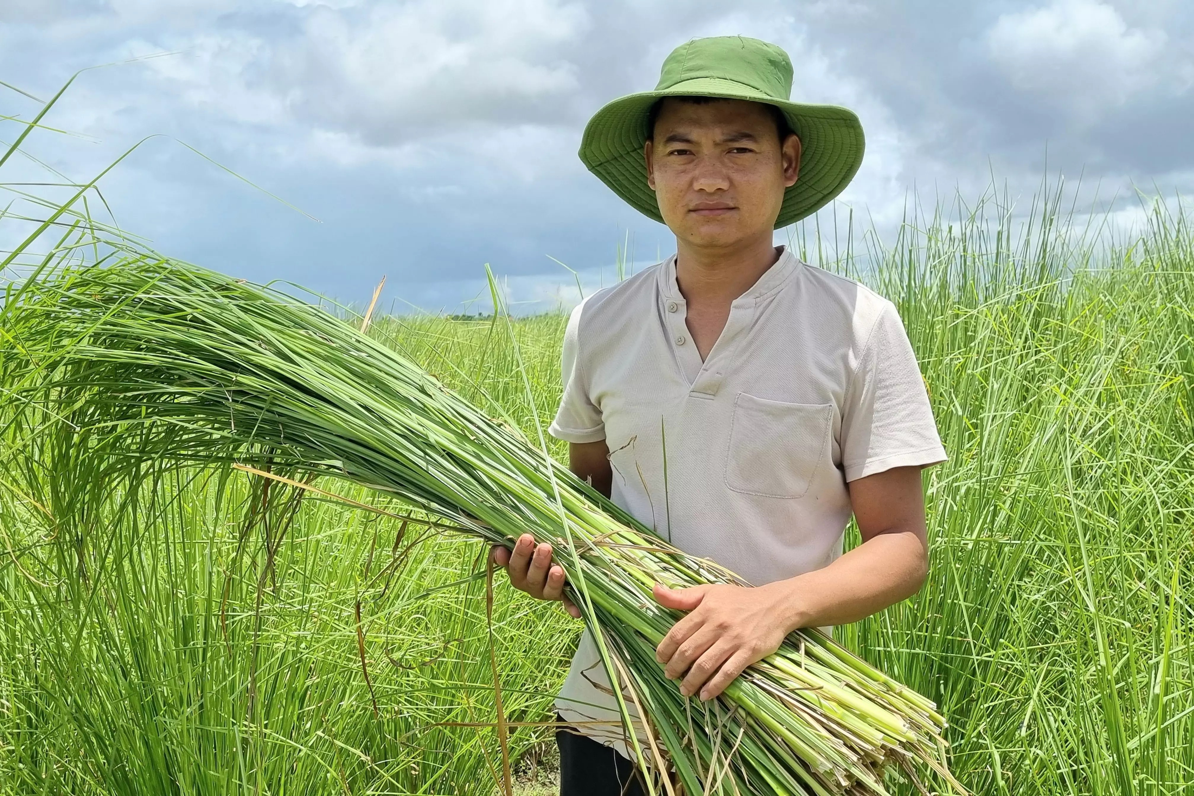 Trồng loại cỏ lạ, thu hoạch từ lá đến rễ, tháng kiếm hàng chục triệu đồng
