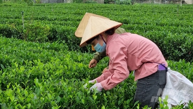 Làm chè hữu cơ: Lợi ích nhân 3, lợi nhuận nhân đôi