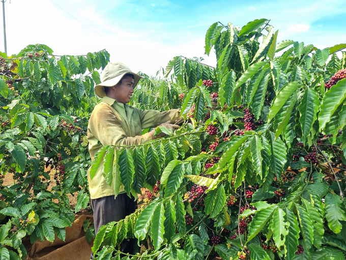 Hỗ trợ hợp tác xã xây dựng hạ tầng phát triển cà phê chất lượng cao