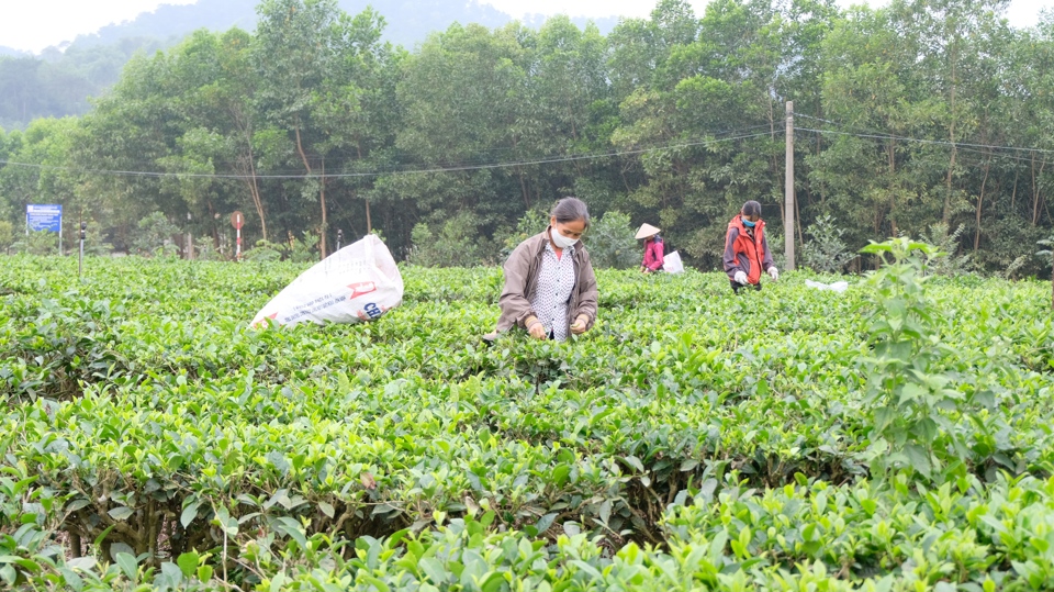 Hà Nội: Nhân rộng những mô hình hợp tác xã gắn với chuỗi giá trị