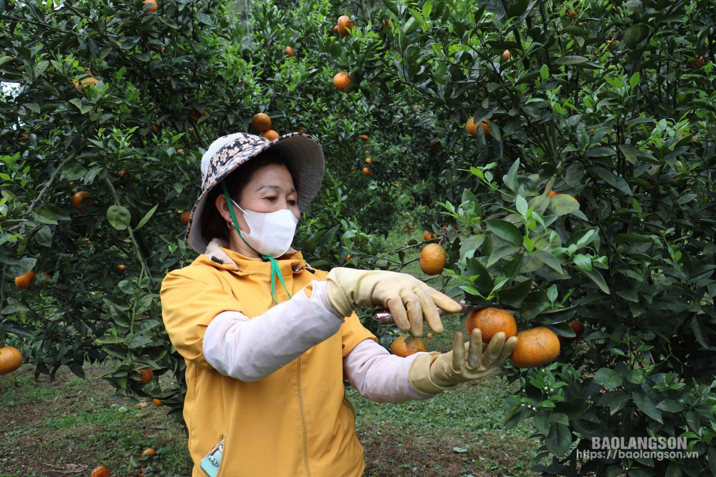 Tạo điều kiện thuận lợi cho doanh nghiệp, hợp tác xã vươn lên trong phát triển sản xuất, nâng cao thu nhập