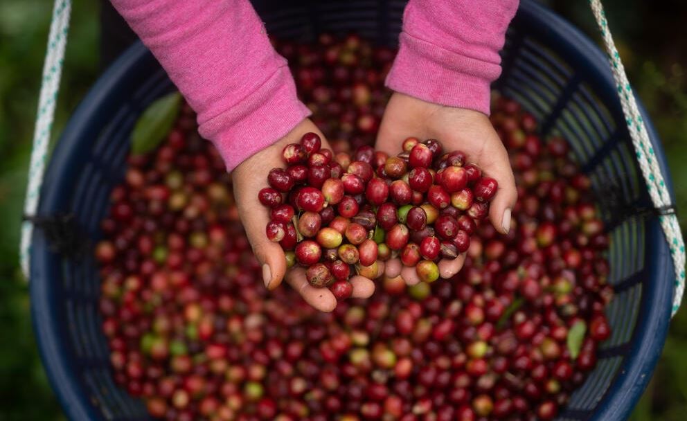 FAO cảnh báo giá cà phê có thể tăng cao hơn nữa