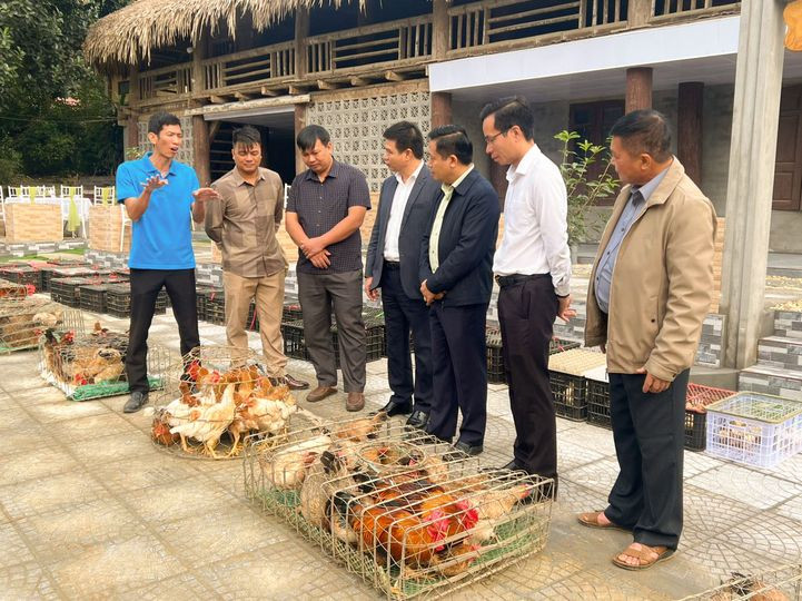 Nghiệm thu, bàn giao gà giống và vật tư dự án chăn nuôi gà nhiều cựa tại tỉnh Phú Thọ