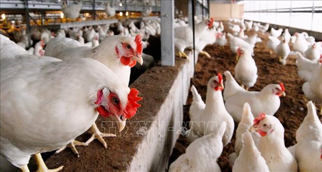 Bùng phát dịch cúm gia cầm H5N1 tại Slovakia và Nepal