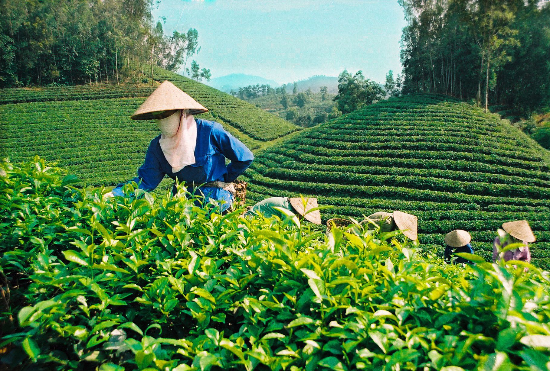 Thái Nguyên: Tăng cường phát triển kinh tế tập thể