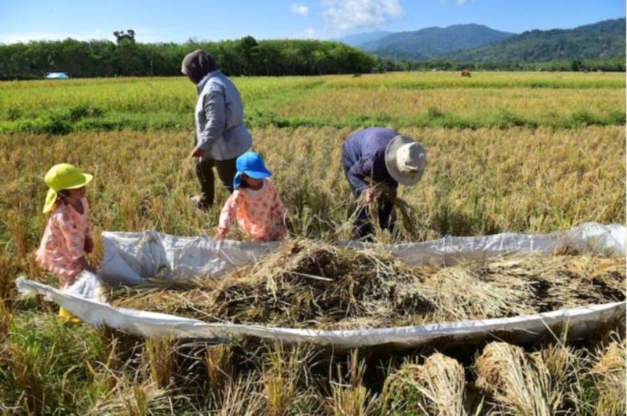 Giá gạo châu Á tăng cao do nhiều nước mua tích trữ