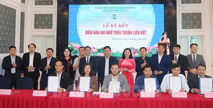 Kết nối tiêu thụ sản phẩm cho các HTX Hải Dương