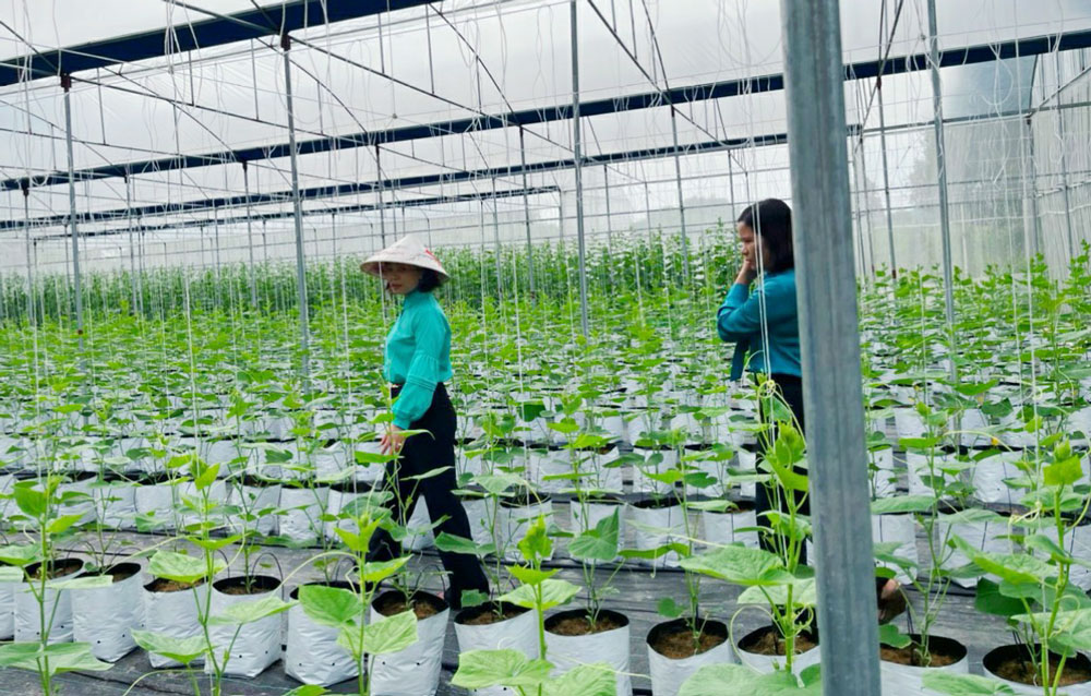 Thành lập mới liên hiệp hợp tác xã hoạt động chất lượng, hiệu quả trong giai đoạn 2023-2025