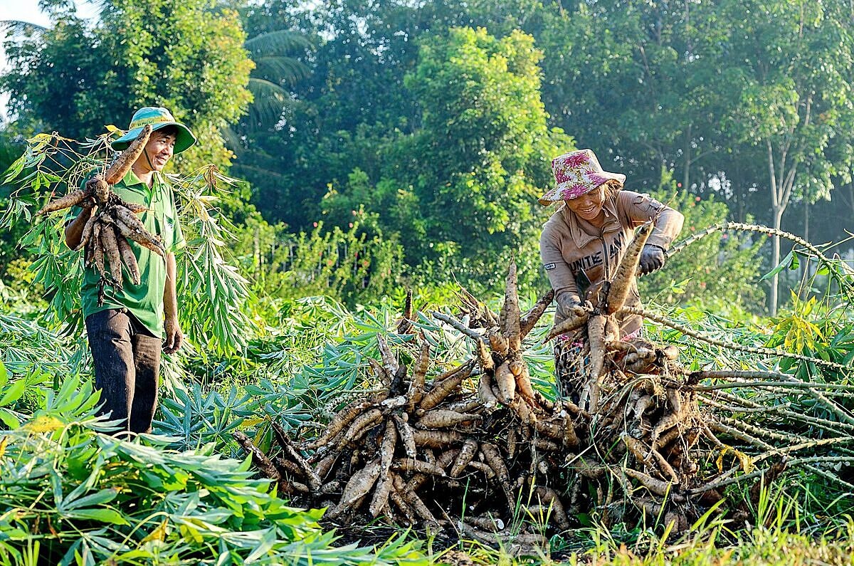 Bỏ ngỏ ‘miếng bánh’ thị trường Trung Đông, Hợp tác xã ngành sắn đứng trước bài toán chuyển đổi cấp tốc