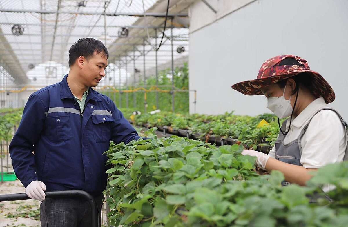 Khi hợp tác xã là 'lá chắn' chống sốc cho giá nông sản đô thị