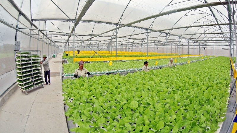 Hiệu quả từ sản xuất nông nghiệp công nghệ cao