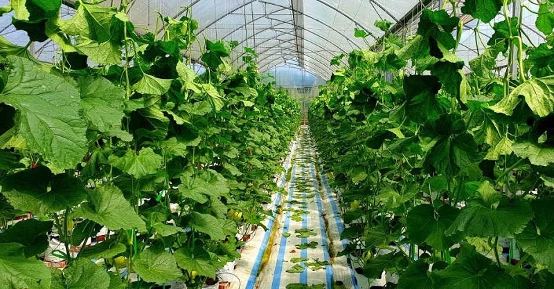 Tiên phong làm nông nghiệp hiện đại, HTX tạo sinh kế giúp người dân làm giàu bền vững