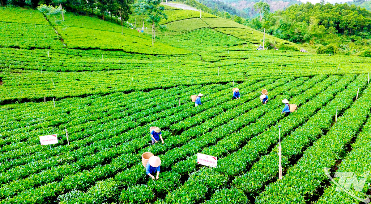 Thái Nguyên: Hỗ trợ phát triển kinh tế tập thể