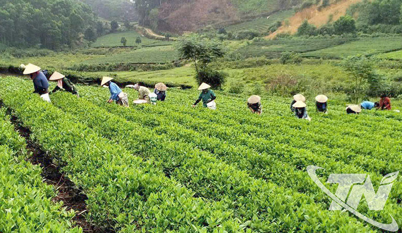 Thái Nguyên: Thành lập mới 35 hợp tác xã và tổ hợp tác