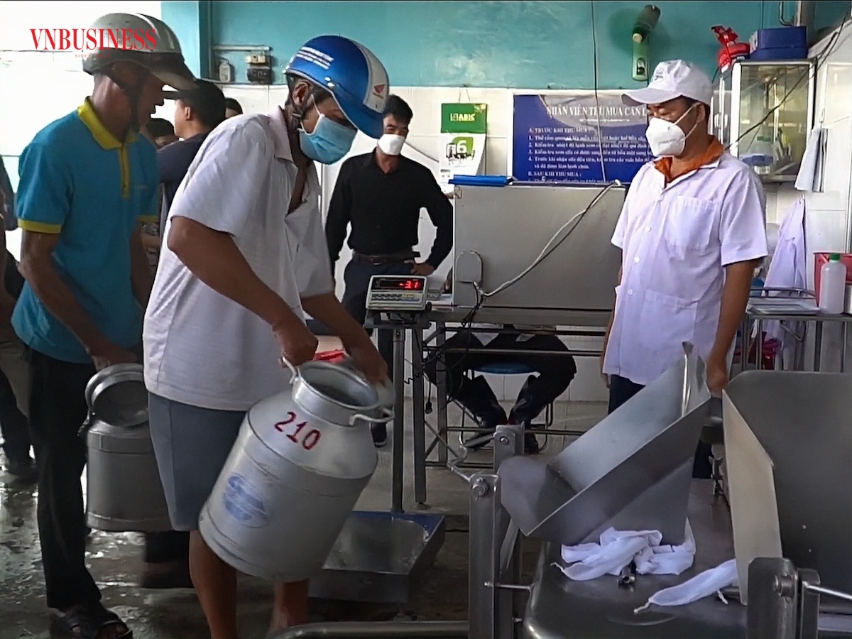 Vị ngọt sau cuộc “đại phẫu” tư duy của chuỗi giá trị sữa bò bạc tỷ miền Tây