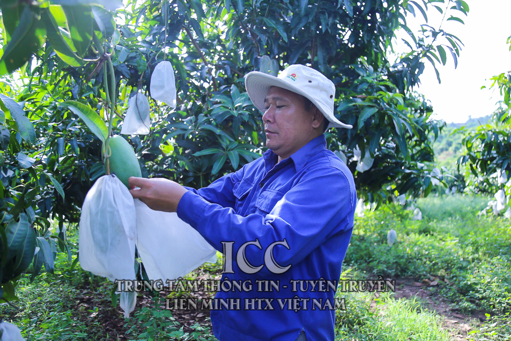 Xây dựng kế hoạch phát triển kinh tế tập thể năm 2021, giai đoạn 2021 - 2025