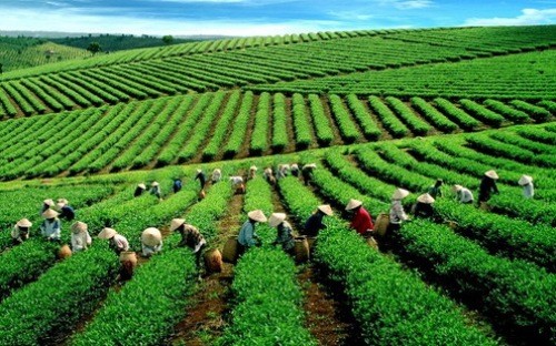 Quyết định phê duyệt Chương trình hỗ trợ phát triển Kinh tế tập thể, Hợp tác xã giai đoạn 2021 – 2025 của Thủ tướng Chính phủ