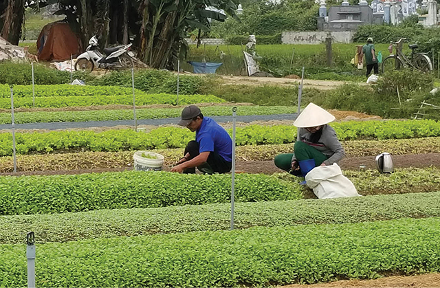 Thừa Thiên Huế: Hướng đến hợp tác xã “chuỗi giá trị”
