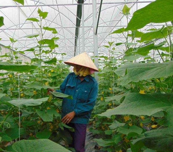 Đẩy mạnh vai trò hợp tác xã trong xây dựng nông thôn mới
