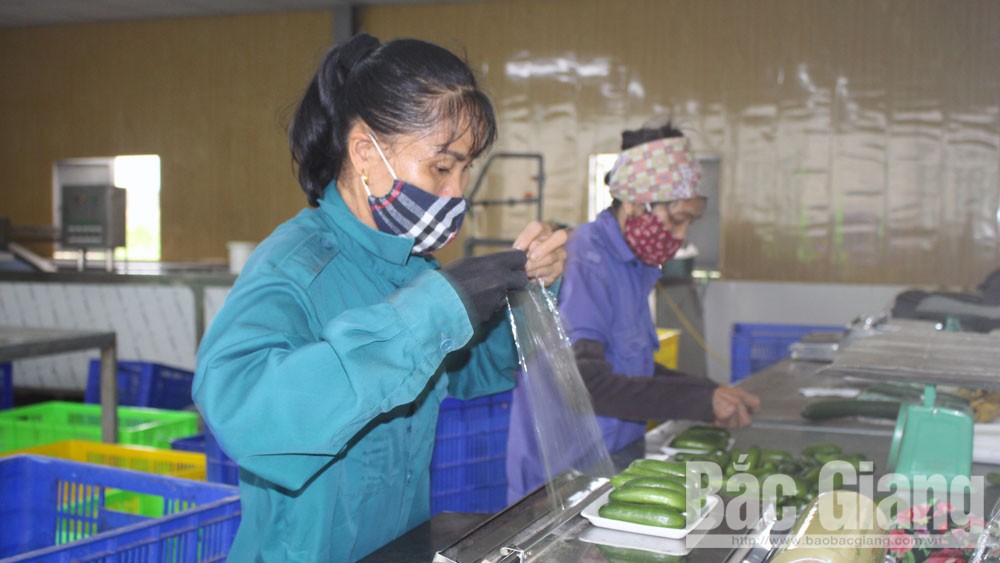 Hợp tác xã Rau sạch Yên Dũng: Doanh thu tăng 2,5 lần
